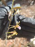Eulophia Graminea Mini Orchid - Blooming Size Ground Plant - Chinese Crown Orchid, Exotic, Tropical, Indoor & Outdoor