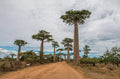 Capricata Baobab Tree Seeds - Adansonia Digitata - Rare Tropical Seeds for Growing Your Own Baobab Tree