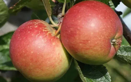 Braeburn Apple Seeds - 25+ Seeds for Garden Planting - Malus domestica - USA