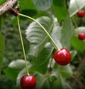 Black Cherry Tree Seeds - Organic Prunus serotina Seeds for Growing Sweet Fruit, Landscape, Wildlife Garden