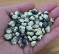 Blue Hopi Corn Seeds – Heirloom, Blue Kernels, Florida Grown, Perfect for Grits & Blue Tortillas, Zea mays, 5 Seeds