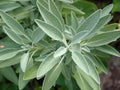 Broadleaf Sage Seeds - 250+ Pack - Perennial Herb - Salvia officinalis - Easy to Grow, Made in USA