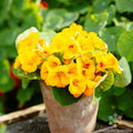 Alaska Gold Nasturtium Seeds - 50+ Tropaeolum majus for Garden Planting