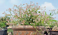 Rooted Cutting Euphorbia guiengola Plant Piece, 2" Succulent Bonsai Cutting, Unique Rare Indoor Plant