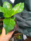 Coffee Plant in 3-Inch Pot | Arabica Coffea arabica Evergreen Houseplant