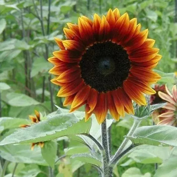 25+ Heirloom Earthwalker Sunflower Seeds - Colorful Rare Variety - Helianthus annuus