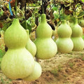 Birdhouse Bottle Gourd Seeds - Hard Shelled Calabash for 2025 Planting - Lagenaria siceraria