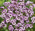 Bird's Eyes Gilia Seeds 500+ Tricolor Annual Flower - Gilia Tricolor - Attracts Hummingbirds - USA Free Shipping