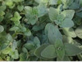 Organic Oregano Seeds - 100 Seeds, Culinary & Medicinal Herb, Origanum Vulgare, Perennial Herb for Garden or Pots
