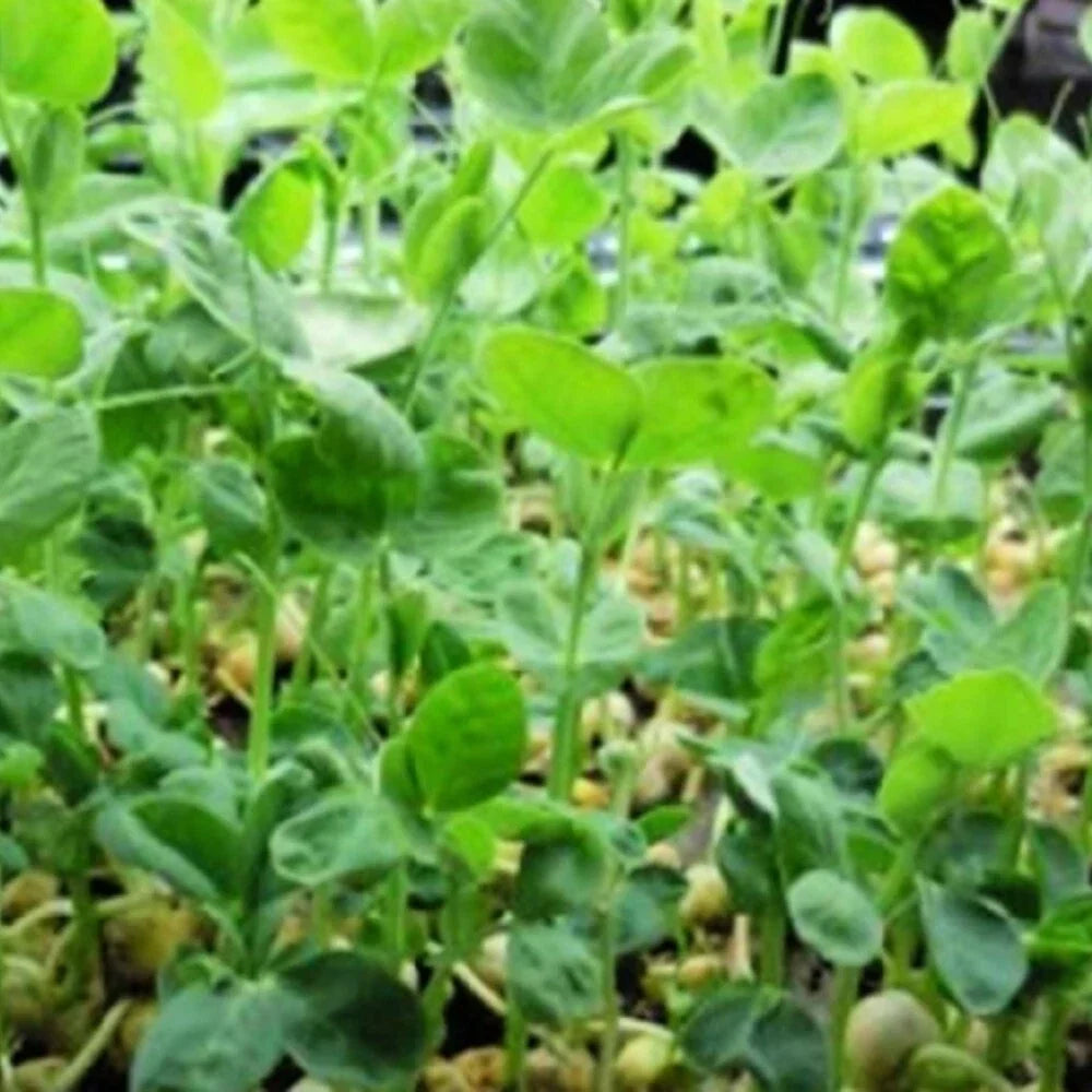 Speckled Pea Seeds Non-GMO Heirloom Pisum sativum for Sprouting and Garden Planting, 100 Seeds