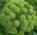 Angelica Seeds 100+ Pack for Culinary Herb Garden Archangelica Officinalis, Easy to Grow