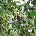 Duranta Repens Variegated Sky Flower Shrub - 6 Cuttings, Variegated Foliage, Blue Flowers, Bush Plant