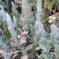 Kalanchoe Marnieriana Cuttings - 3 Pieces Succulent Plant Clippings for Indoor Propagation