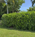 Clusia Bush Cutting 5 Fresh Cuts Rosea Autograph Tree Pitch Apple Clusia rosea