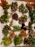 Premium Succulent Cuttings Set - 40 Varieties, X-Large, Indoor Outdoor, Low Maintenance, Garden Decor