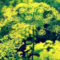 Bouquet Dill Seeds - Non-GMO Heirloom Culinary Herb Anethum graveolens for Home Gardens and Containers