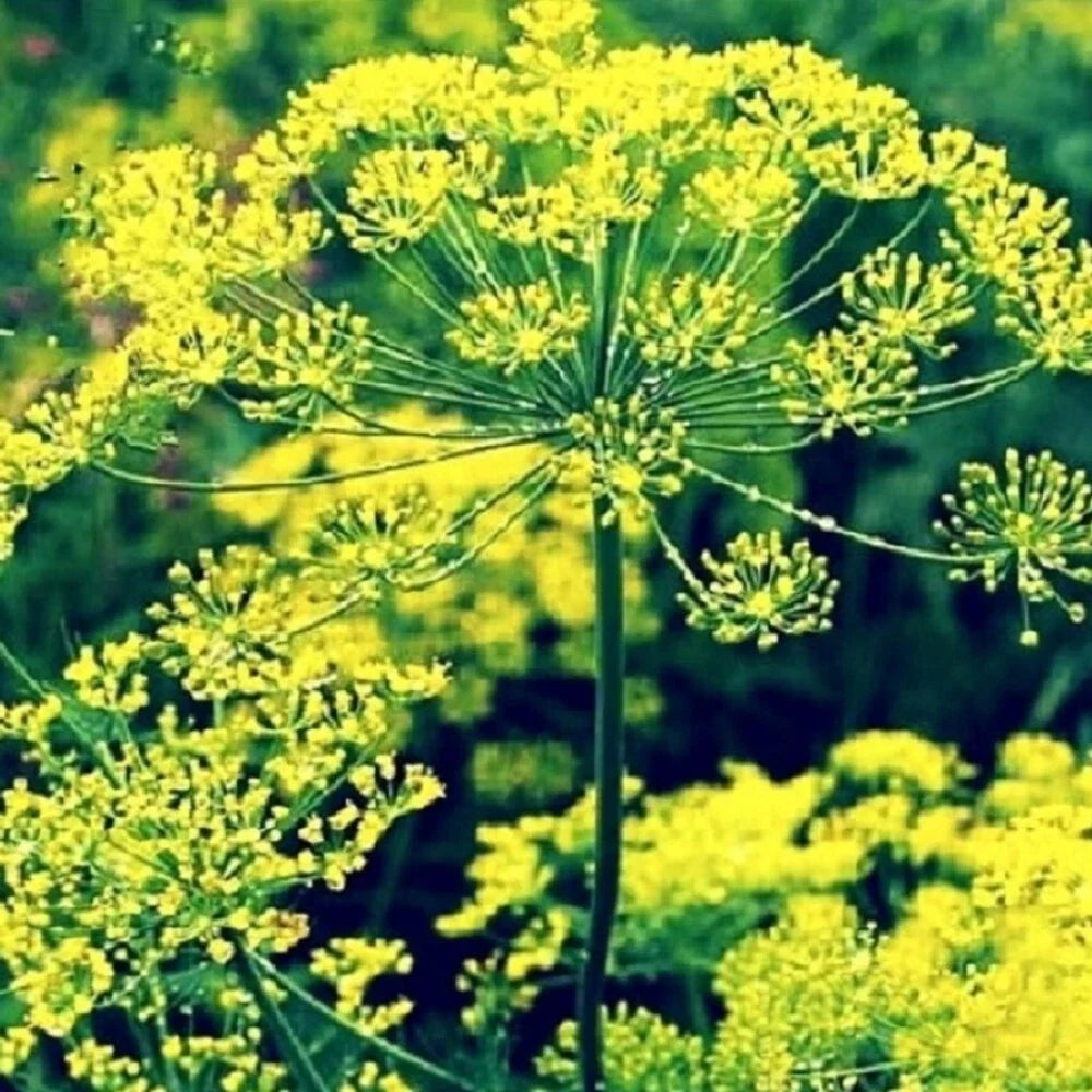 Bouquet Dill Seeds - Non-GMO Heirloom Culinary Herb Anethum graveolens for Home Gardens and Containers