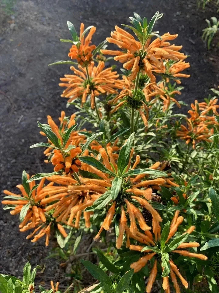 Lion's Ear Seeds - 50 Pack, Leonotis Leonurus, Wild Dagga, Drought-Tolerant, Full Sun, USA Grown, 2024 Harvest