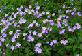 Wild Geranium Plants - 5 Bare Root Geranium maculatum Perennials for Shade Gardens, Woodland Landscaping