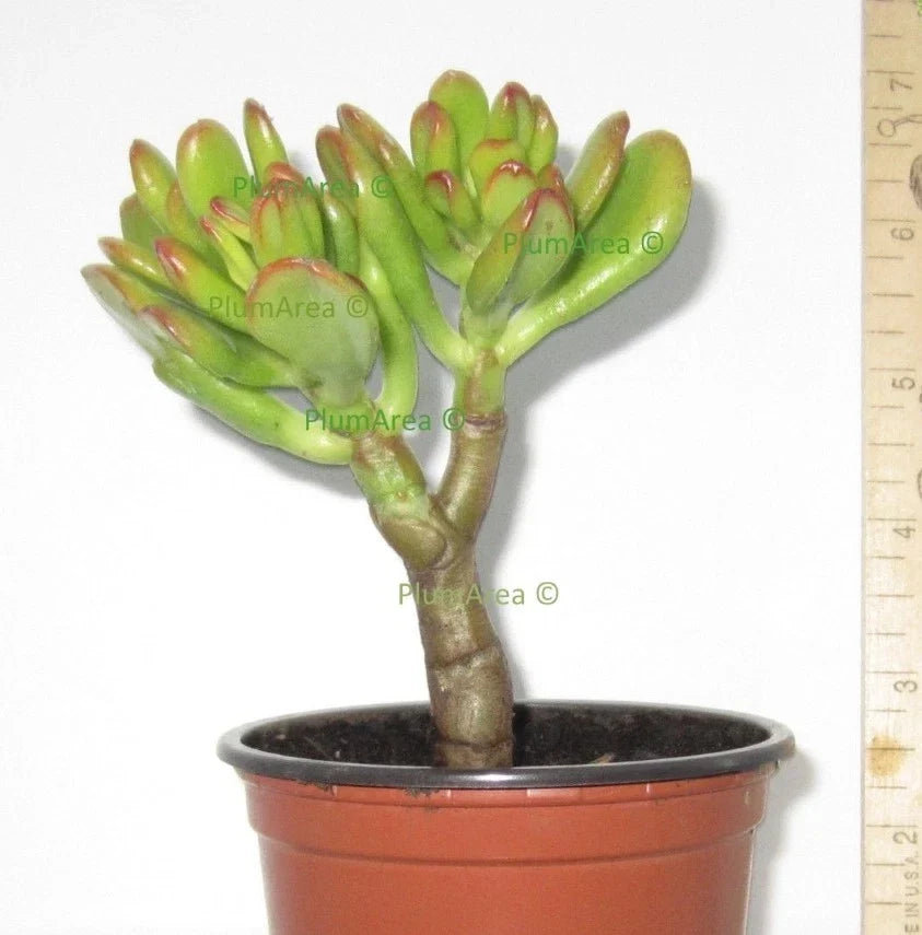 4" Unrooted Hobbit Jade Succulent Cutting - Crassula Ovata 'Gollum' - Unique Finger Jade Plant for Indoor Gardening