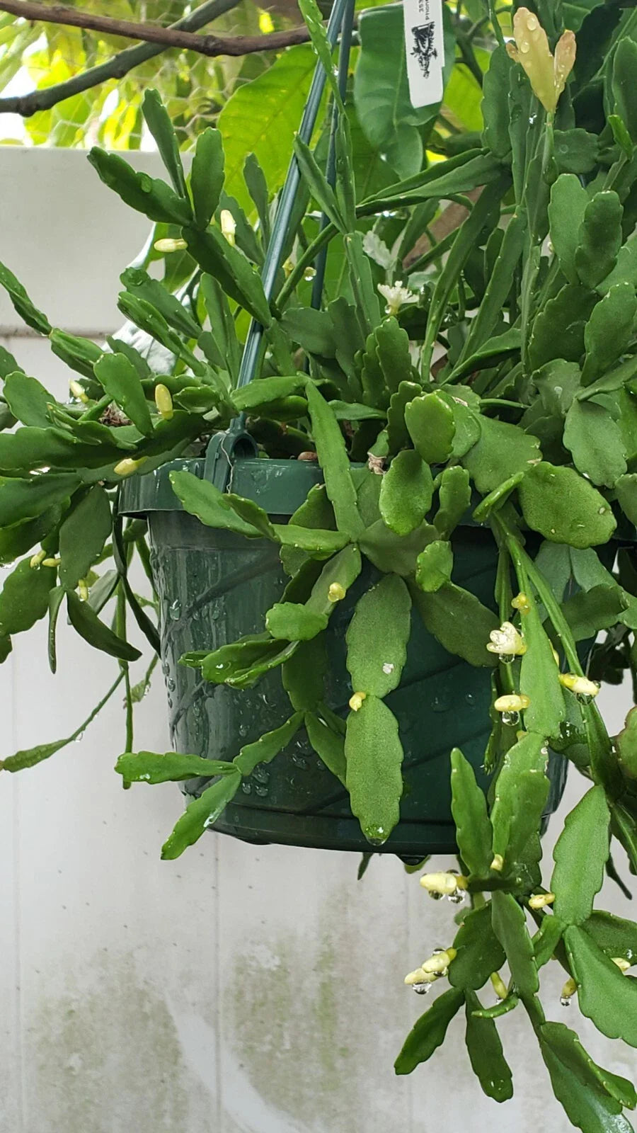 Rhipsalis Cuttings - 5 Pack - Orchid Cactus - White Blooms - Rhipsalis aff. goebeleana - Rare HTF Plant
