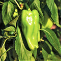 Cubanelle Pepper Seeds - 1,000 Scoville Mild Cuban Pepper - Perfect for 2025 Planting - Capsicum annuum