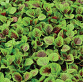 Amaranth Seeds 1000+ Count Red Striped Leaf Non-GMO Amaranthus hybridus USA Gardening Seeds
