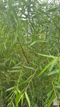25 Unrooted Cuttings Black Willow Salix Nigra for Rooting | Ornamental Privacy Plant