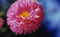 Aster Seeds - 25+ Seeds - Rainbow Variety - Bright Vivid Blooms - Perfect for Gardens - Aster spp.