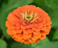 Orange King Zinnia Seeds - 100+ Annual Flower Seeds for Gardens, Attracts Bees & Birds, Bright Orange Blooms, Zinnia elegans