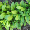 Arugula Seeds 750+ Count Organic Roquette (Eruca sativa) Culinary Herb for Salads & Gourmet Dishes