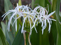 Set of 10 Rooted White Spider Crinum Lilies Bulk Bundle Lot - Crinum amoenum Starter Plants