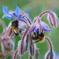 Borage Seeds - Pack of 100 Heirloom Non-GMO Edible Flowers & Leaves Borago officinalis