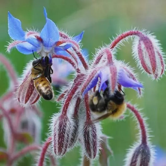 Borage Seeds - Pack of 100 Heirloom Non-GMO Edible Flowers & Leaves Borago officinalis