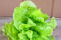 Tom-Thumb Leaf Lettuce Seeds – Heirloom Variety for Container Gardening, Lactuca sativa, Compact, Fast-Growing, Non-GMO