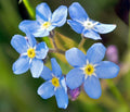 Forget Me Not Flower Seeds - 100 Fresh Non-GMO Seeds - Myosotis spp.
