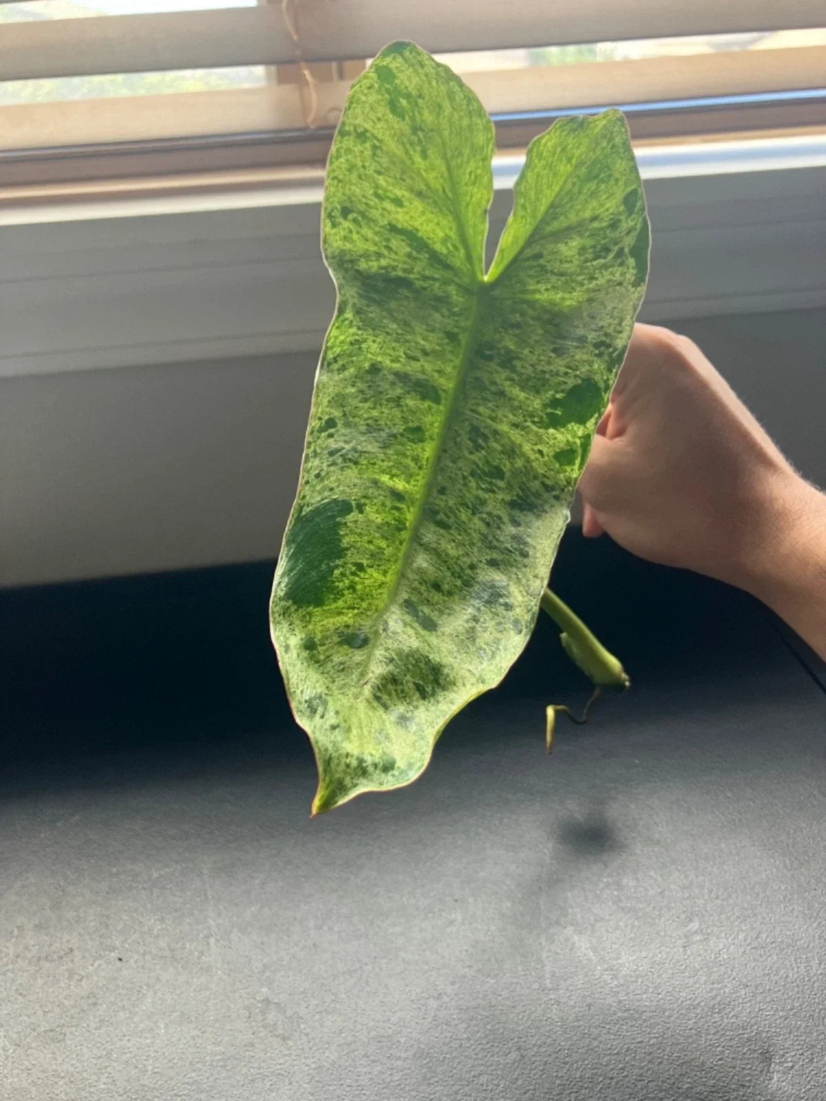 Philodendron Cuttings - Paraiso Verde, Micans, Scindapsus - Rare Variegated Aroids for Indoor Plant Lovers