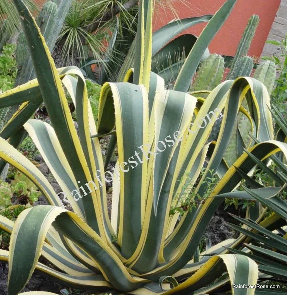 Agave Cuttings - 10 Inch Yellow Edge Variegated Succulent - Agave Americana