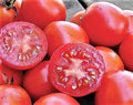 Siberian Tomato Seeds Pack of 30+ | Organic Heirloom Non-GMO Solanum lycopersicum for Cooler Climates