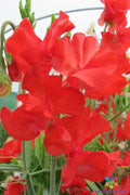 Sweet Pea Seeds - 50+ Dave Thomas Variety - Lathyrus odoratus - USA Garden Seeds