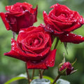 Red Rose Seeds - 20 Non-GMO Heirloom Rosa rubiginosa Seeds for Home Gardens & Bouquets
