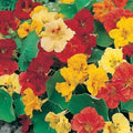 Dwarf Jewel Nasturtium Seeds - Edible Flower Mix for Gardens, Container, Ground Cover - Tropaeolum majus, Non-GMO, 25 Seeds