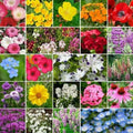 Wildflower Seed Pack - 3000+ Assorted Non-GMO Seeds - Partial Shade Native Wildflowers for Gardens & Landscaping