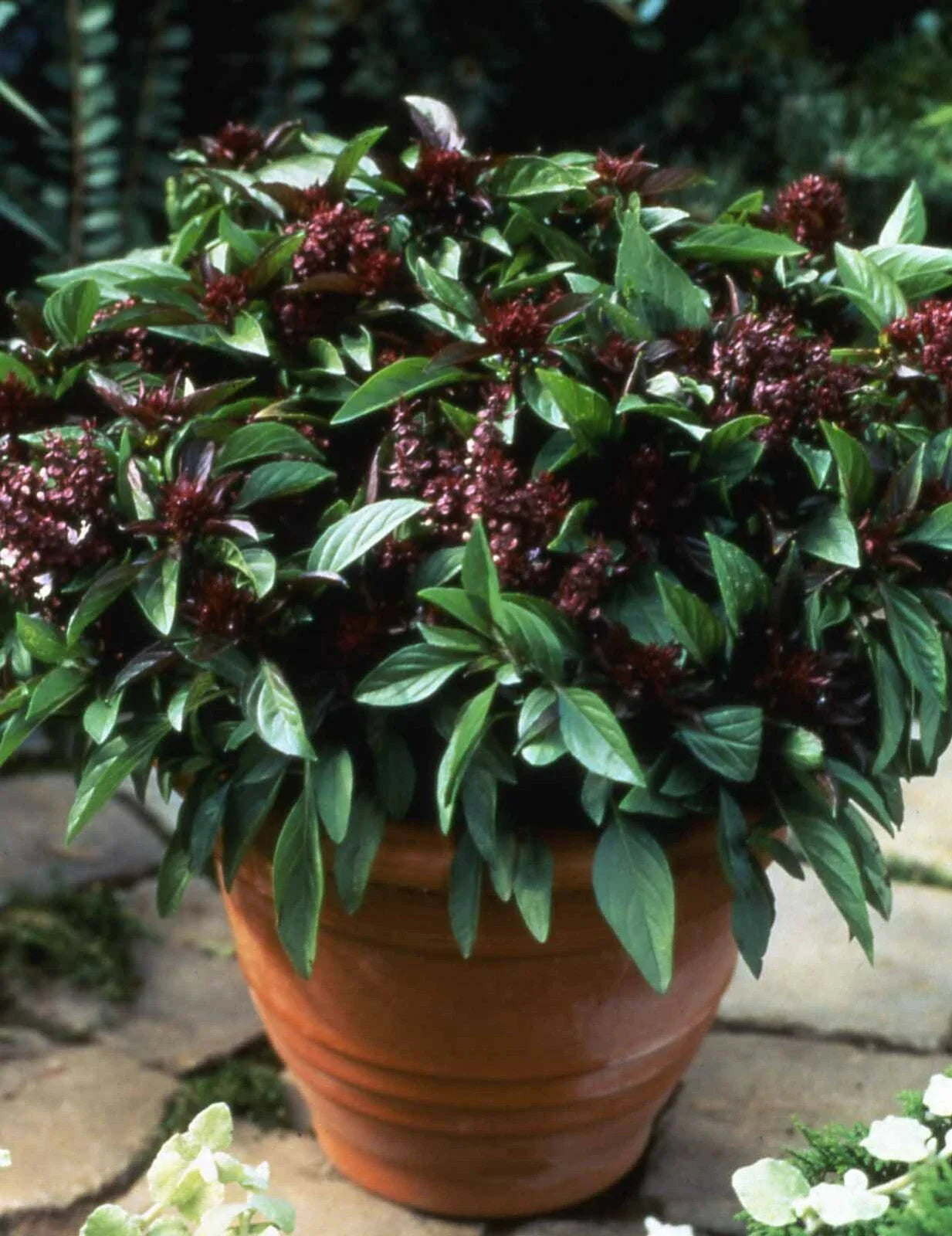 Basil Seeds - 500 Count - Siam Queen Thai Basil - Non-GMO Culinary Herb - Ocimum basilicum