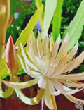 Night Blooming Cereus Cutting 10"-12" | White Epiphyllum oxypetalum Cactus Plant for Indoor Garden
