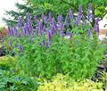 Purple Giant Hyssop Seeds - 100+ Count - Native Wildflower for Pollinators - Drought & Heat Tolerant (Agastache spp.)