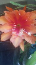 Epiphyllum Orchid Cactus Cutting 8" "Mystery" Variety, Unique Succulent Plant, Epiphytic Indoor or Outdoor Plant