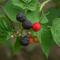 Black Raspberry Plant - Live Rooted Starter, Black Delicious Variety, Rubus occidentalis, Zones 5-9