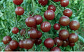 Chocolate Cherry Tomato Seeds - Heirloom, Super Sweet, Solanum lycopersicum, Pack of 120+ Seeds