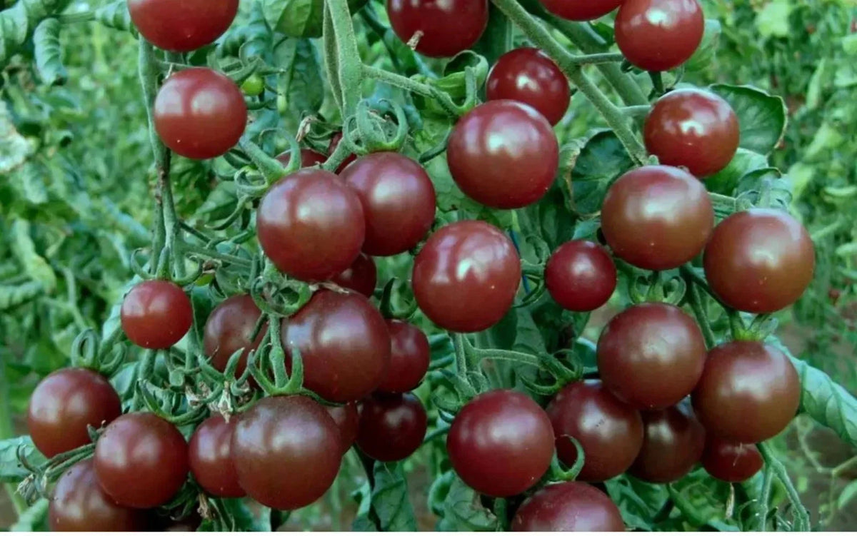 Chocolate Cherry Tomato Seeds - Heirloom, Super Sweet, Solanum lycopersicum, Pack of 120+ Seeds